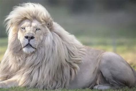 nesli tükenmekte olan beyaz aslan
